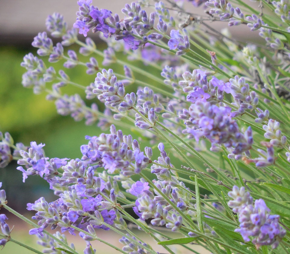 image of lavender herbs